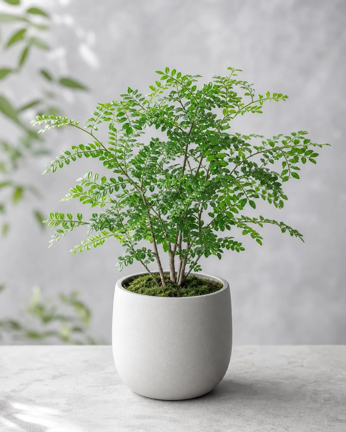 淺灰花器中的桌面清香木盆栽