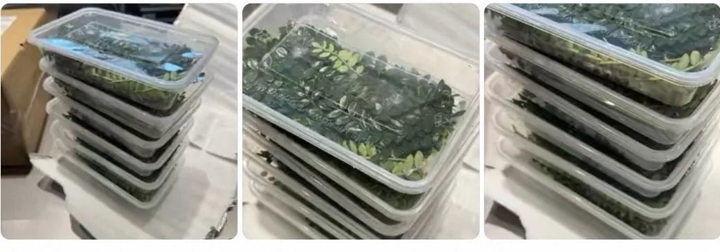 買家收到多盒保鮮包裝葉材的實拍